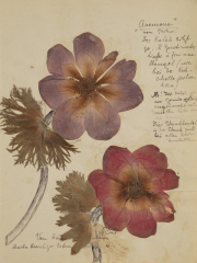 1_herbarium-rosalux-01