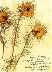 1_herbarium-rosalux-02